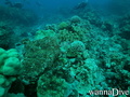 scuba diving photo