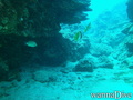 scuba diving photo