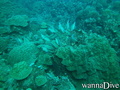 scuba diving photo