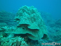 scuba diving photo