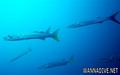 scuba diving photo