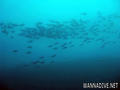 scuba diving photo
