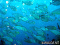 scuba diving photo