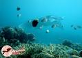 scuba diving photo
