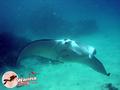 scuba diving photo