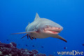 scuba diving photo