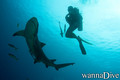 scuba diving photo