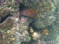 scuba diving photo