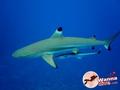 scuba diving photo