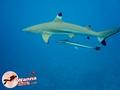 scuba diving photo