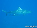 scuba diving photo