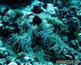 scuba diving photo