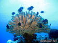 scuba diving photo