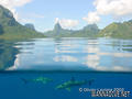 scuba diving photo