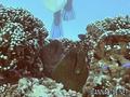 scuba diving photo