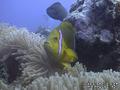 scuba diving photo