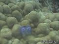 scuba diving photo