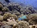 scuba diving photo