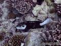 scuba diving photo