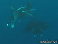 scuba diving photo