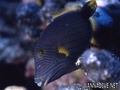 scuba diving photo