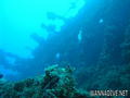 scuba diving photo