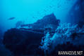 scuba diving photo