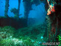 scuba diving photo