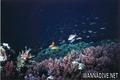 scuba diving photo