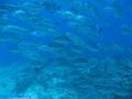 scuba diving photo
