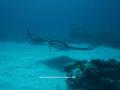 foto de buceo