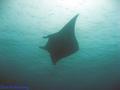 foto de buceo