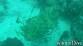 scuba diving photo