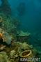 foto de buceo
