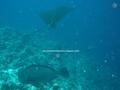 scuba diving photo