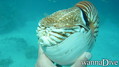 scuba diving photo
