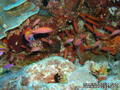 scuba diving photo
