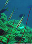 scuba diving photo