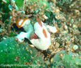 scuba diving photo