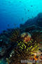 scuba diving photo