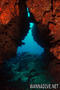scuba diving photo