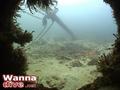 scuba diving photo