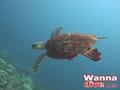 scuba diving photo