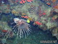 scuba diving photo