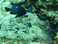 scuba diving photo