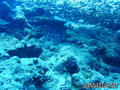 scuba diving photo