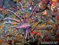 scuba diving photo