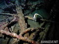 scuba diving photo