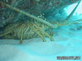 scuba diving photo
