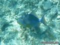 scuba diving photo